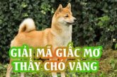 Góc giải đáp: Nằm mơ thấy chó vàng mang điềm gì? Đánh con gì dễ trúng?