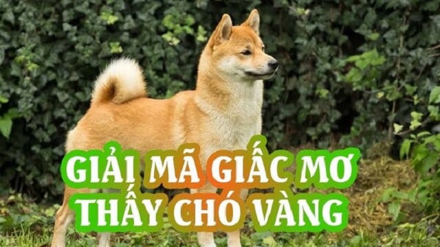 Giải mã những điềm báo ẩn chứa trong giấc mơ thấy chó vàng