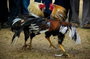 Đá Gà VA88 – Sảnh cược chọi kê rực lửa với đa dạng loại hình  