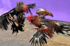 Top 3 Dòng Gà Mỹ Siêu Dũng Mãnh Bạn Không Thể Bỏ Qua